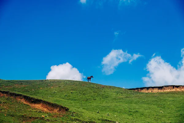 Cheval perché