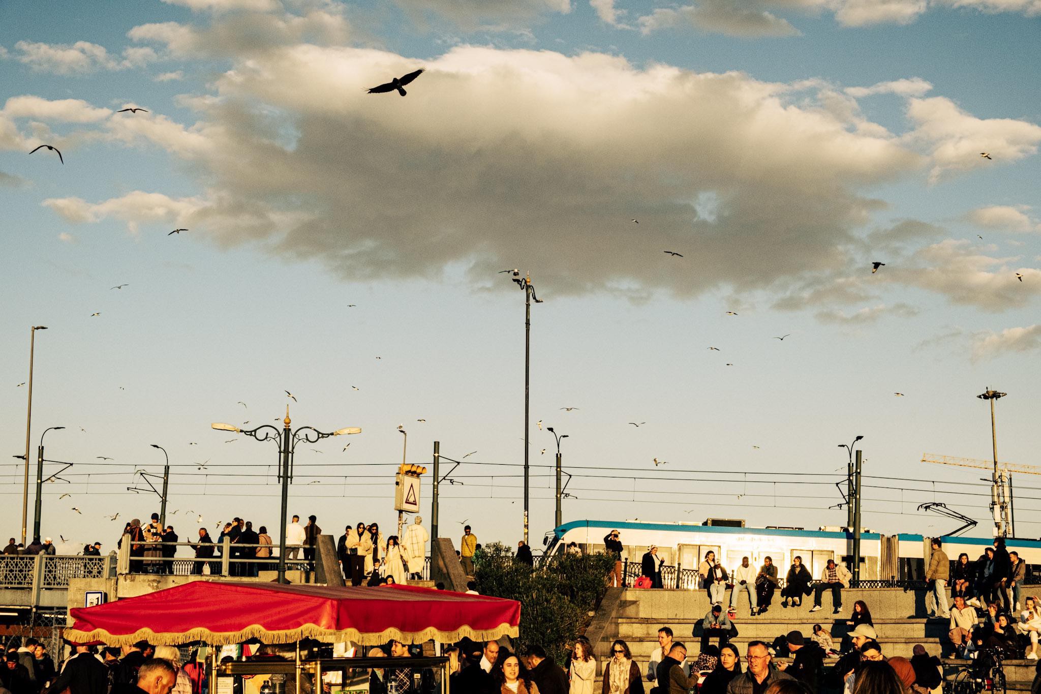 Birds